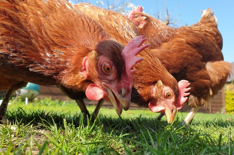 April 2019 - Rebecca Neupert - Peggy, Betty and Barbara