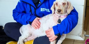 Public urged to adopt by RSPCA as large-scale incidents rise