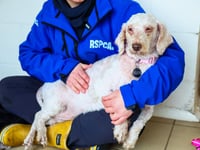 Public urged to adopt by RSPCA as large-scale incidents rise