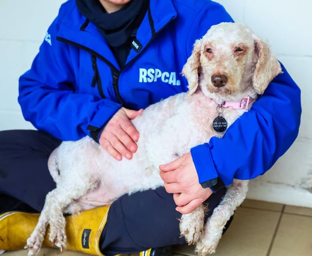 Public urged to adopt by RSPCA as large-scale incidents rise