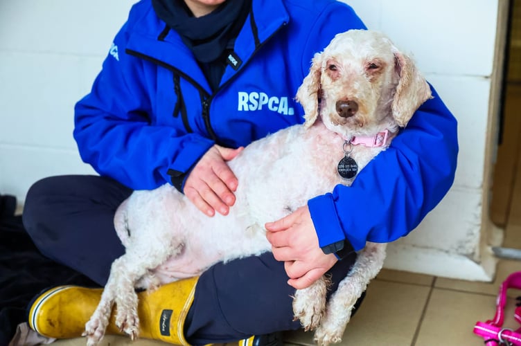 RSPCA Cymru