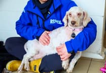 Public in Wales urged to adopt by RSPCA as large-scale incidents rise 60%