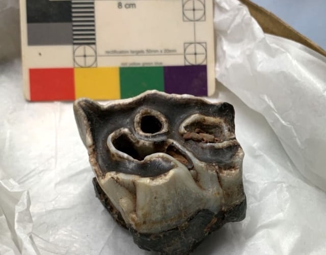 Pembroke woolly rhino molar