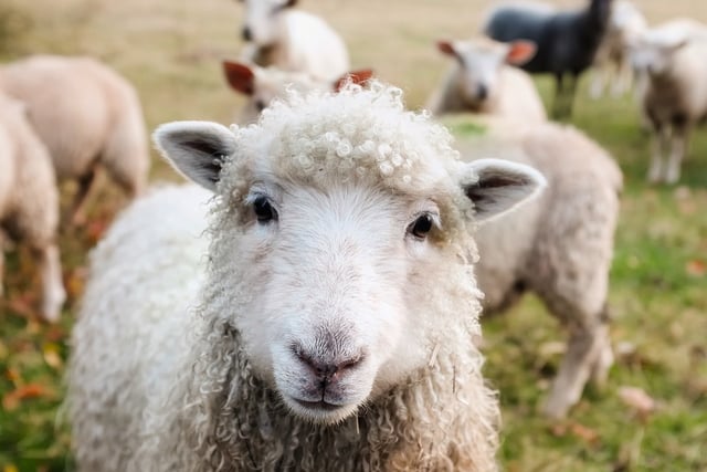 Pembrokeshire farmers given chance to quiz Senedd candidates