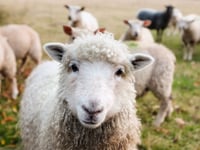 Pembrokeshire farmers given chance to quiz Senedd candidates