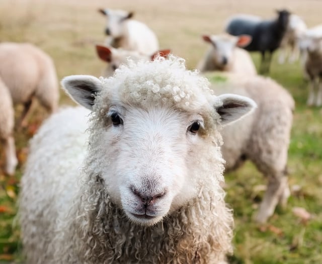 Pembrokeshire farmers given chance to quiz Senedd candidates