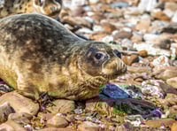 Seal pup 'Muse' returns to wild after Pembrokeshire rescue