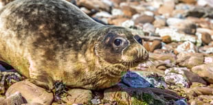 Seal pup 'Muse' returns to wild after Pembrokeshire rescue