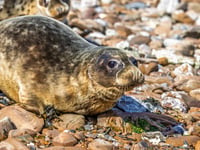 Seal pup 'Muse' returns to wild after Pembrokeshire rescue