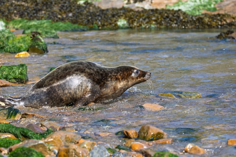 Muse was released at a location in Devon on Wednesday