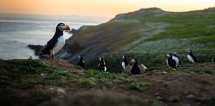 Puffin population thrives on Skomer Island