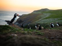 Puffin population thrives on Skomer Island
