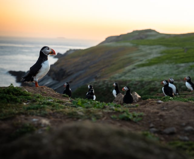 Puffin population thrives on Skomer Island