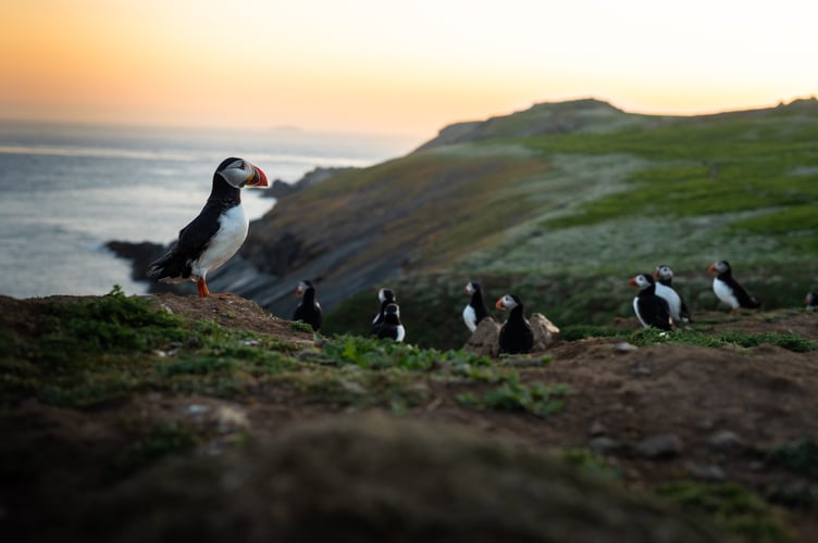 Puffins Skomer
