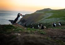 Record-breaking 52,019 puffins counted on Skomer Island