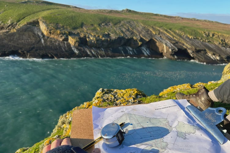 puffin counting Skomer