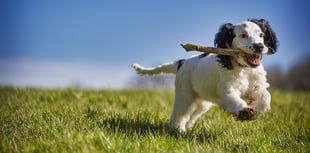 Appeal challenges Pembrokeshire dog park decision