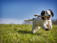 Appeal challenges Pembrokeshire dog park decision