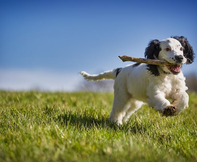 Appeal challenges Pembrokeshire dog park decision