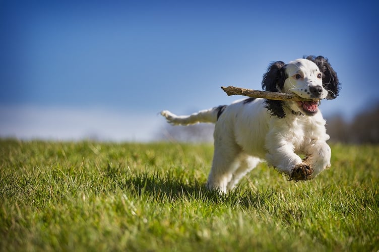 A challenge to a “planning behemoth” National Park decision to not allow a much-loved dog exercise field in Pembrokeshire has been launched.