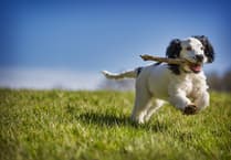 Appeal challenges Pembrokeshire dog park decision