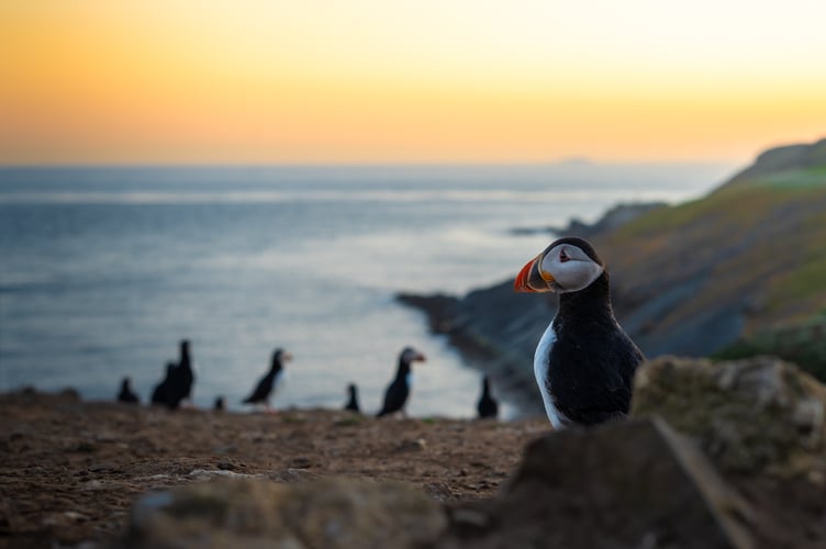 Puffins Skomer