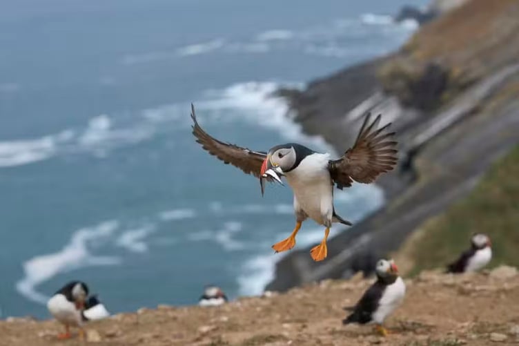 Puffins-Skomer-Island-Pembrokeshire-Wales