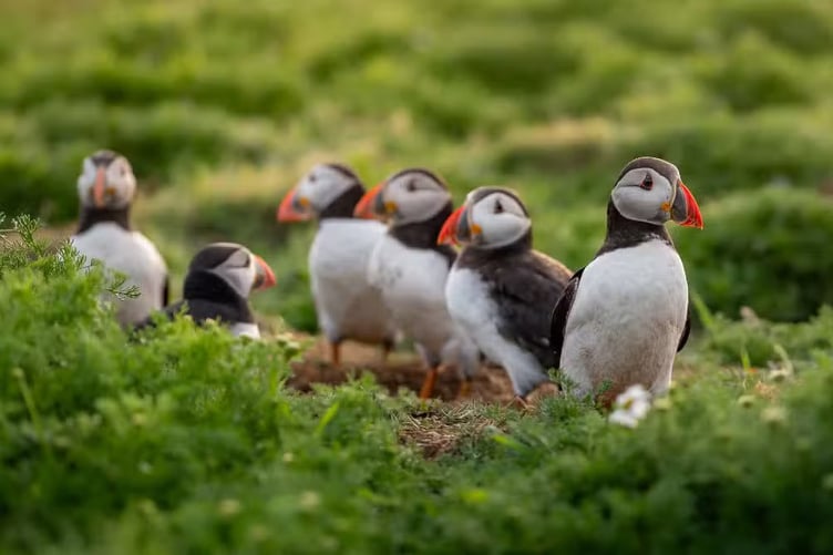 puffins-in-a-row-at-golden-hour-sunrise
