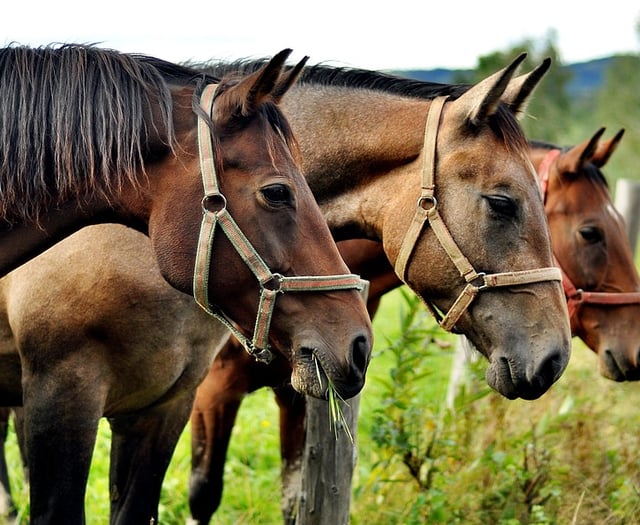 Pembrokeshire horse menage gets green light