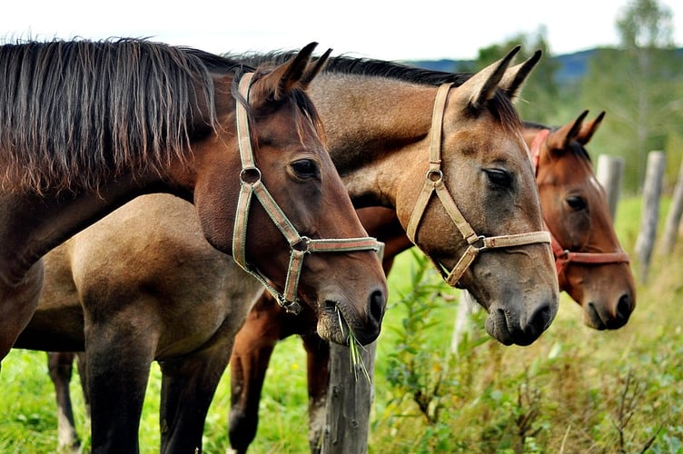 Retrospective plans for a Pembrokeshire horse menage have been allowed