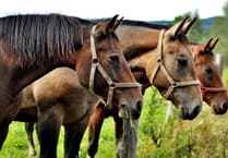 Pembrokeshire horse menage gets green light