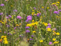 Pembrokeshire farmland to become garden and meadow
