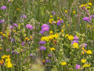Pembrokeshire farmland to become garden and meadow