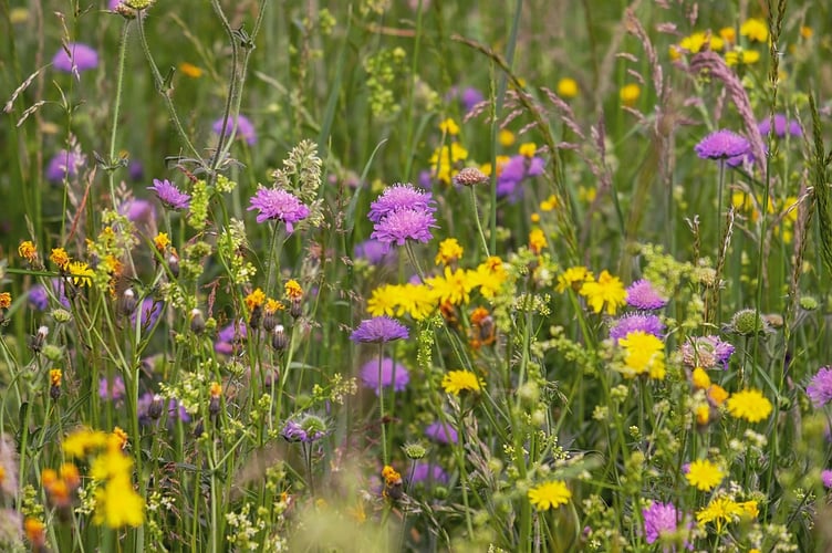 A call to change Pembrokeshire farmland to a garden and wildflower meadow has been given the go-ahead