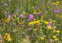 Pembrokeshire farmland to become garden and meadow