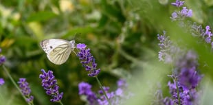 Join Bumblebee and Butterfly spotting
