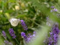 Join Bumblebee and Butterfly spotting