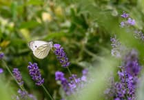 Join Saundersfoot's Bumblebee and Butterfly spotting event