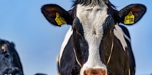 Farm seeks retrospective planning for building and lagoon