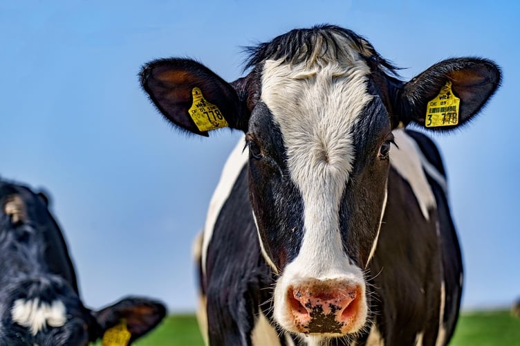 A Pembrokeshire dairy farm with 700 cows seeks retrospective planning permission for a cattle building and slurry lagoon.