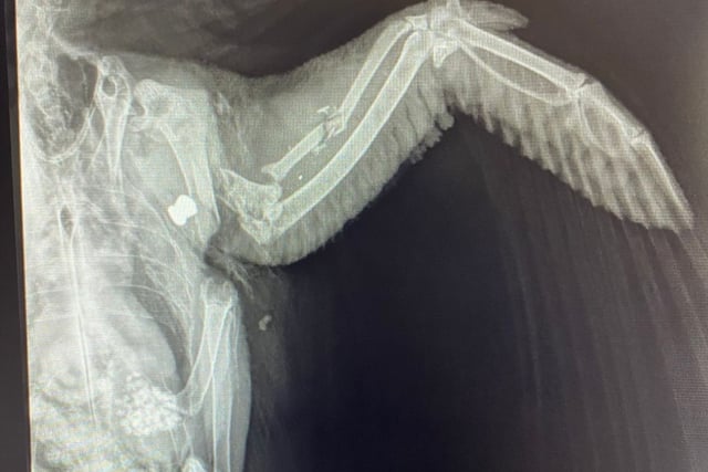 RSPCA Cymru investigates after pigeon shot in Pembrokeshire