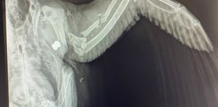 RSPCA Cymru investigates after pigeon shot in Pembrokeshire