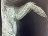 RSPCA Cymru investigates after pigeon shot in Pembrokeshire