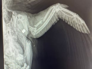 RSPCA Cymru investigates after pigeon shot in Pembrokeshire