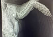RSPCA Cymru investigates after pigeon shot in Pembrokeshire