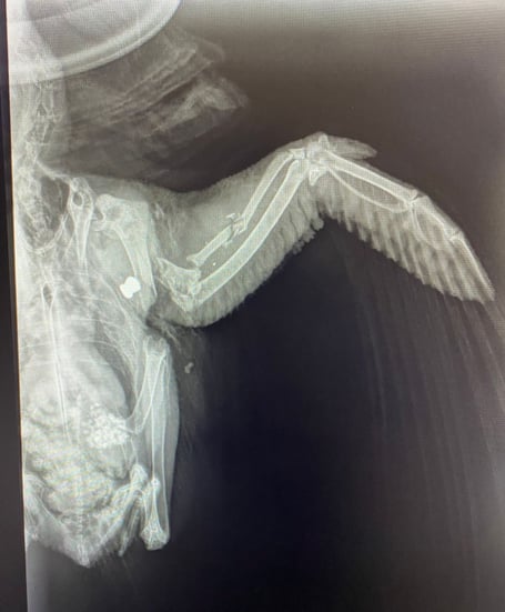 pigeon x-ray