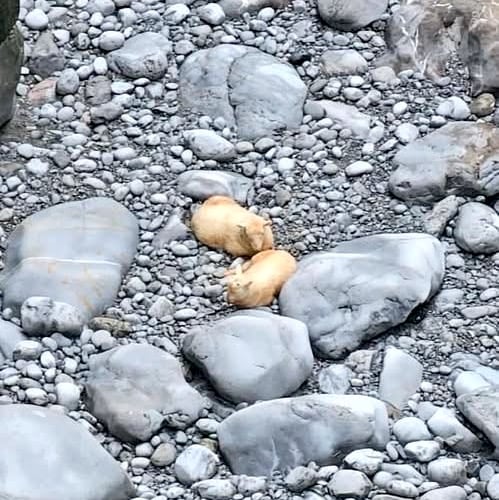 The lamb had been stranded since last Friday. 