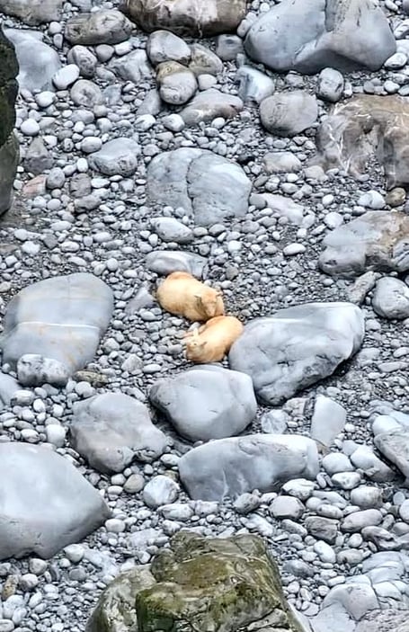 The lamb had been stranded since last Friday. 