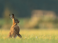 Strong hare coursing laws are welcome
