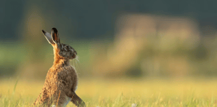 Strong hare coursing laws are welcome